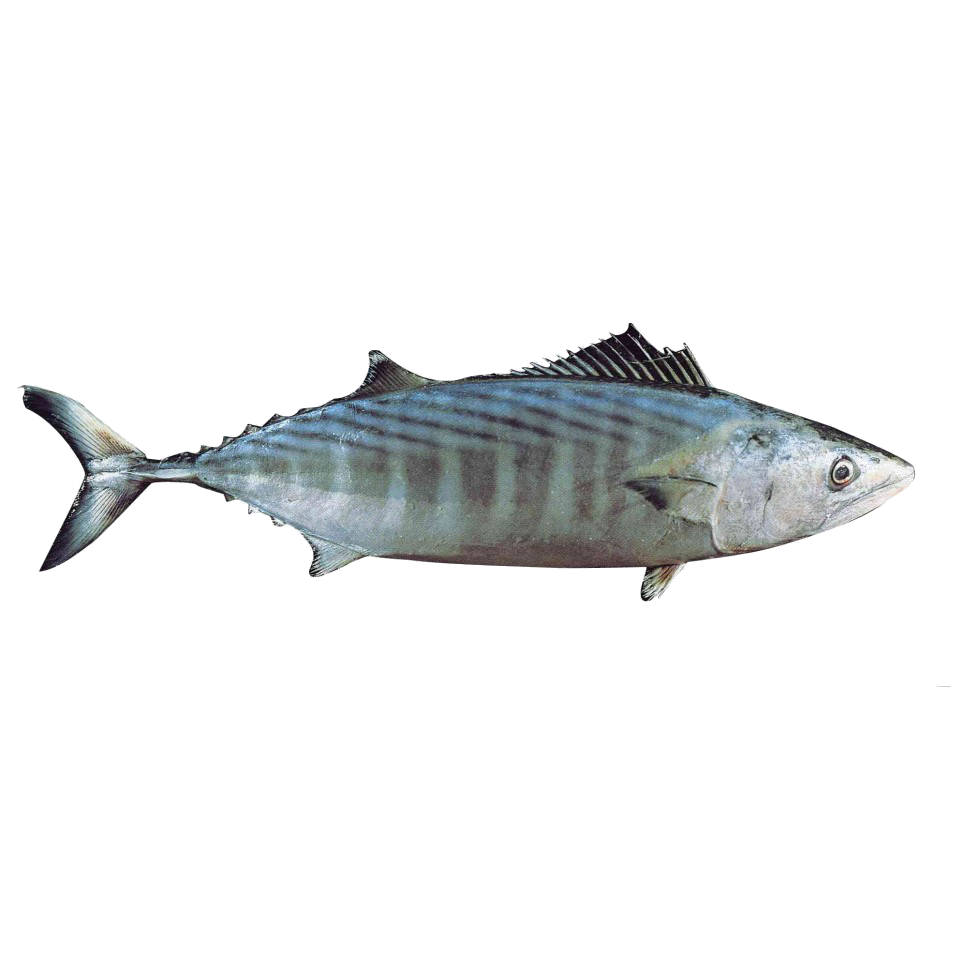 Bonite atlantique (Sarda sarda)