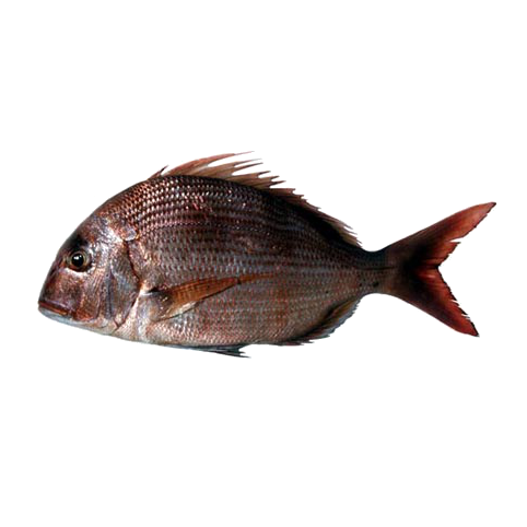 Denté du Canari (pagre)