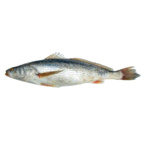 Capitaine (fin-taille)