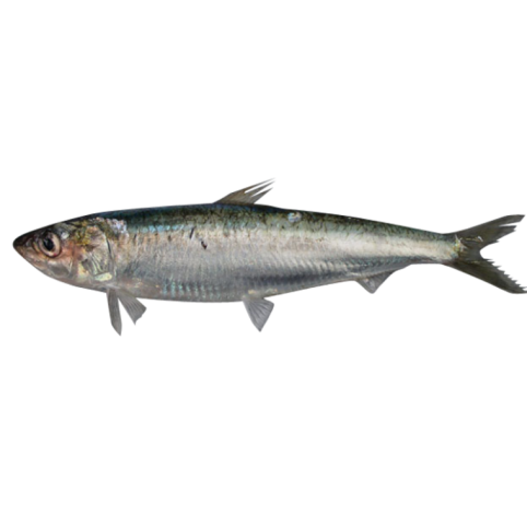 Sardine européenne (pilchard)