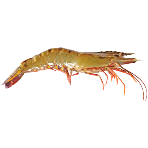 Crevette tigre géante