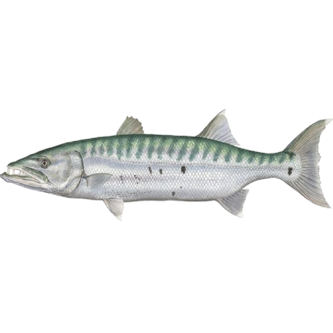 Grand barracuda